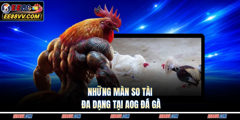 Những màn so tài đa dạng tại AOG đá gà