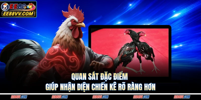 Quan sát đặc điểm giúp nhận diện chiến kê rõ ràng hơn